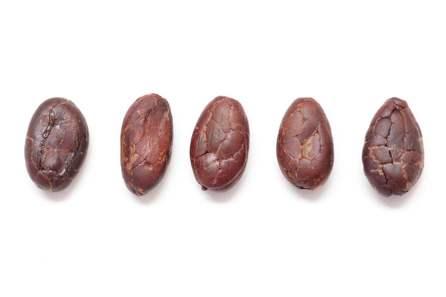 five different types of cocoa beans on a white background photo