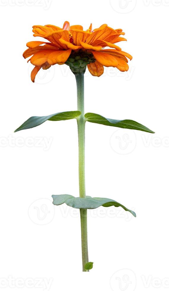 Isolate orange zinnia flower with stem cut out on white background for summer season and graphic design concept photo