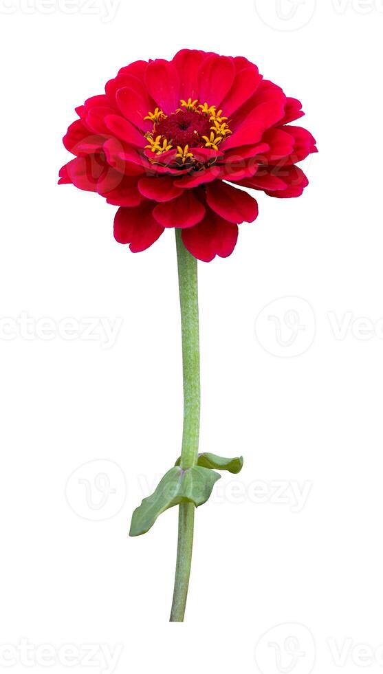 Isolate red zinnia flower with stem cut out on white background for summer season and graphic design usage photo