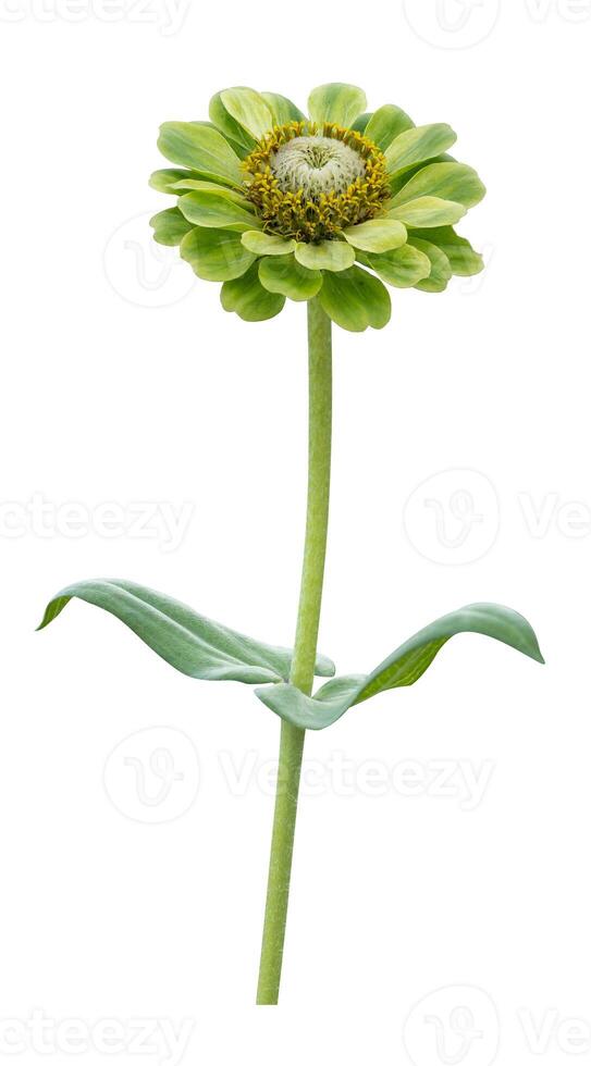 Isolate green zinnia flower with stem cut out on white background for summer season and graphic design concept photo