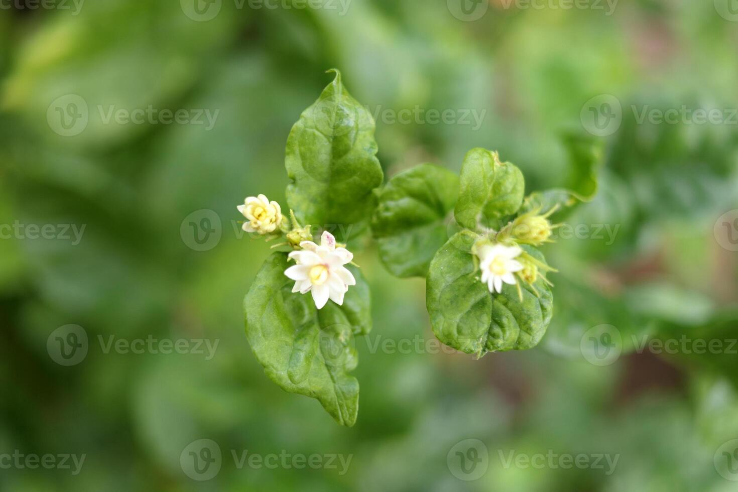 Top view native Thai jasmine or Jasminum sambac blooming on branch with green leaves in Thailand. photo