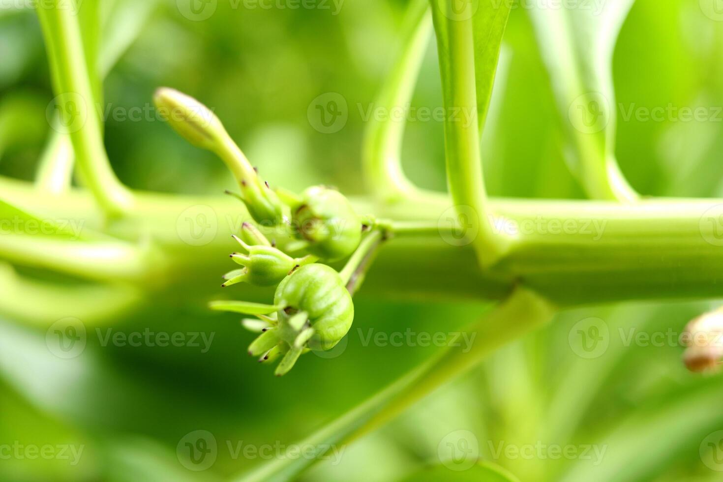 Group unripe fruits of Beach Naupaka or Scaevola taccada on branch in Thailand. Another name is Half flower, Beach cabbage, Sea lettuce. photo