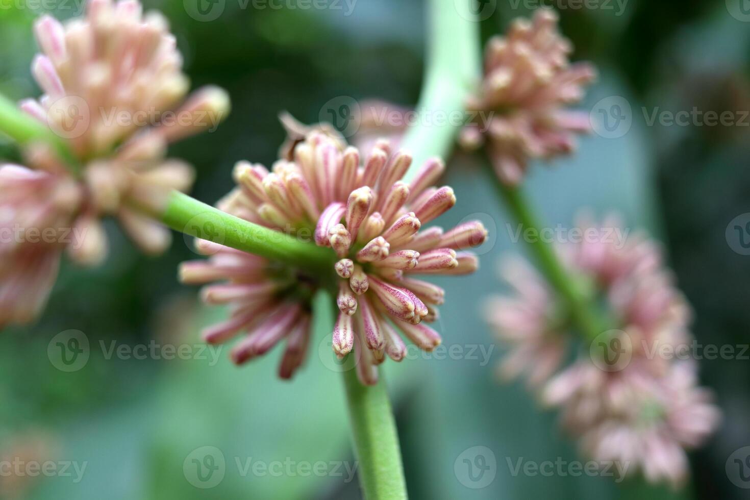 Close up group of Dracaena fragrans or Cape of Good Hope flowers blooming on green branch in Thailand. photo