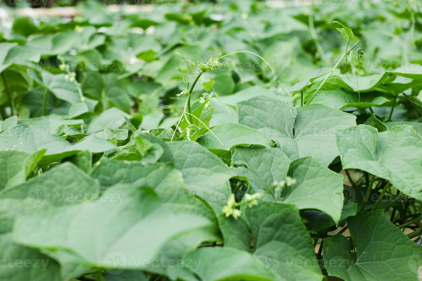 fresh green chayote leaves and tendrils growing in sunlight photo