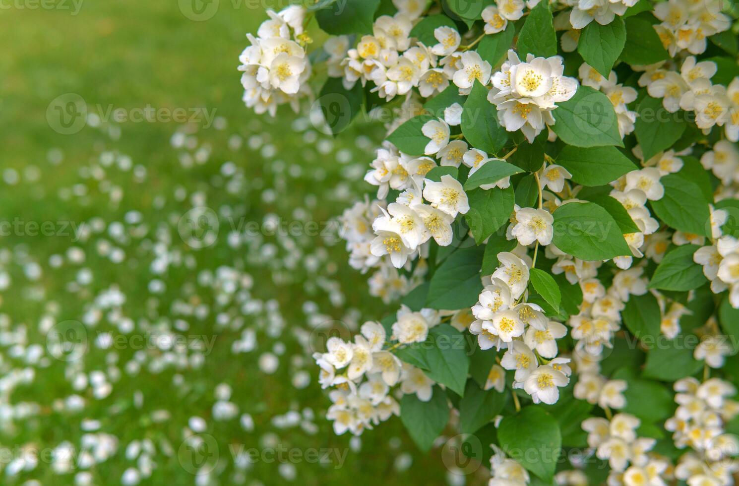 A blooming jasmine bush radiates gentle beauty, its white petals scattered across the green grass below. The moment captures fragility and peace in full bloom and quiet decay. photo