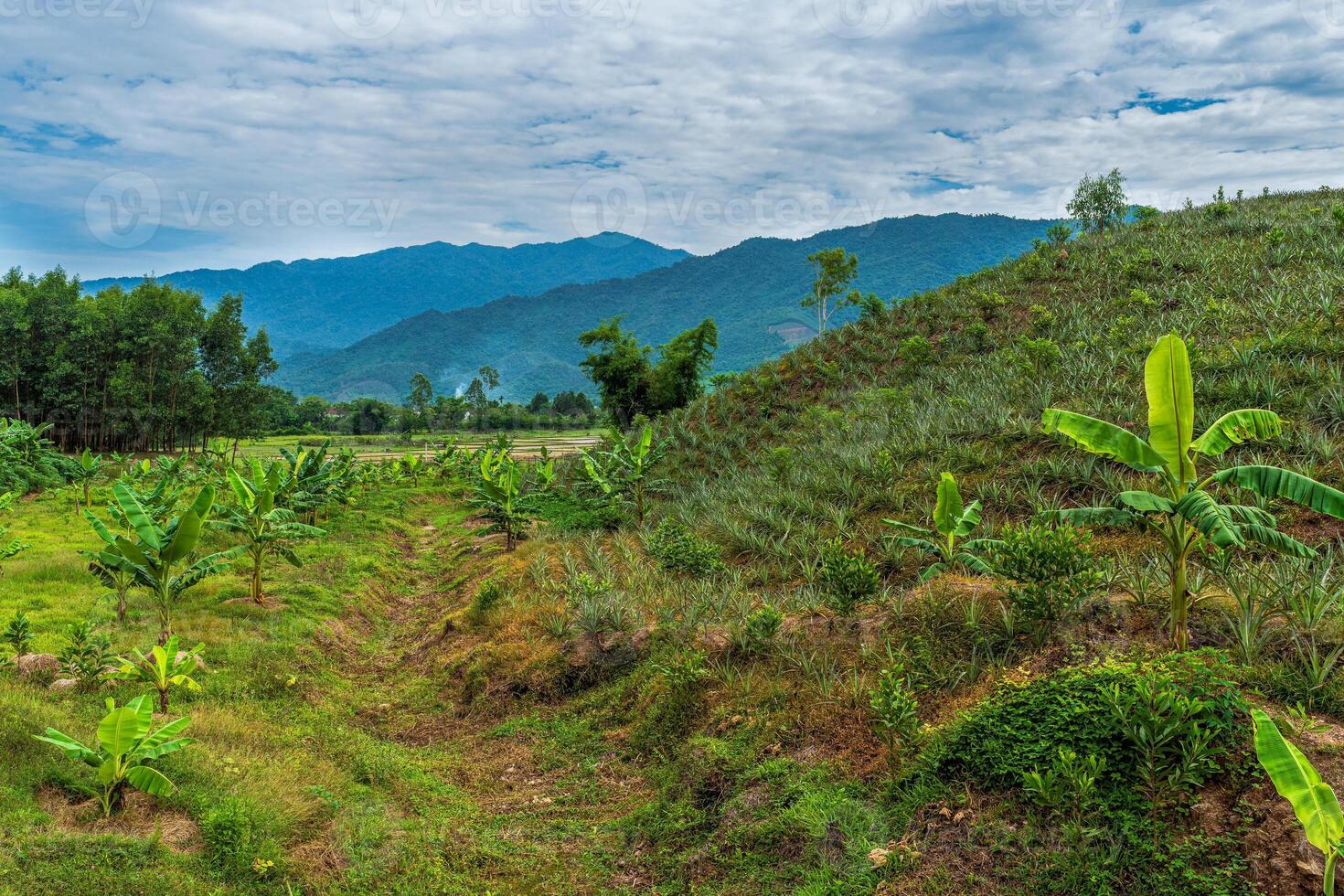 Green Colorful Pineapple Farm and Banana Trees in Vietnam photo