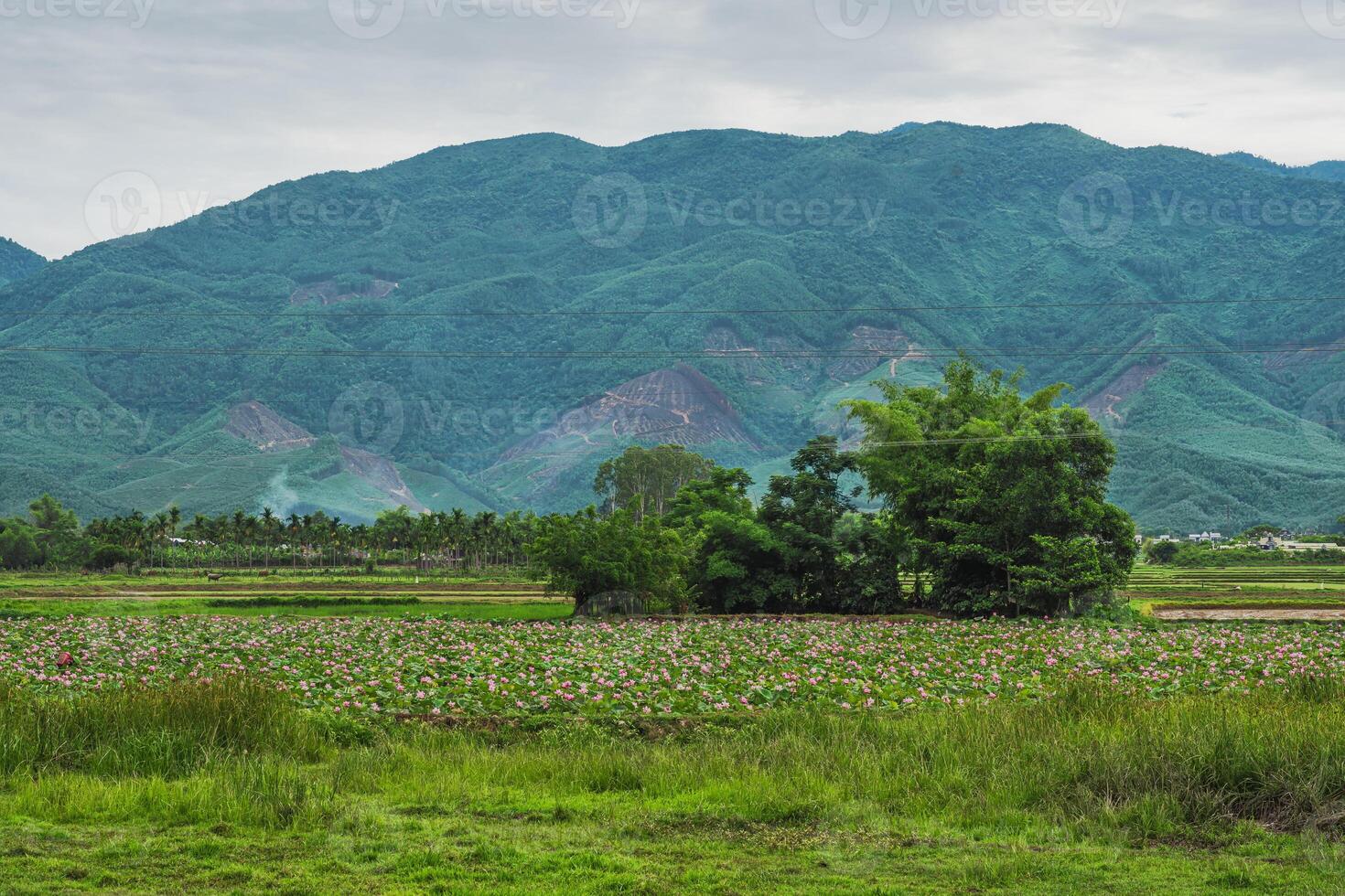 Picturesque Tropical Landscape of Mountains Rice Fields and Lotus Fields photo