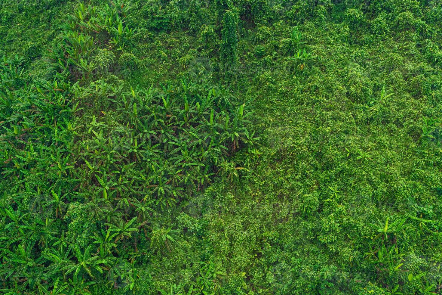Green Serene Picturesque Jungle With Trees And Palms In Vietnam Pattern photo