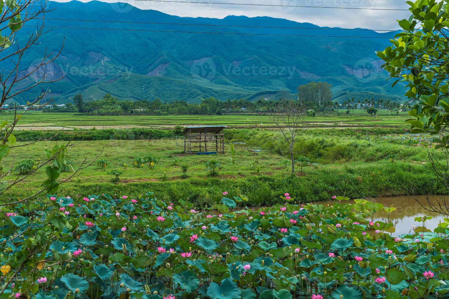 Green Colorful Lotus Farm And Rice Fields With Mountains In The Background In Vietnam photo
