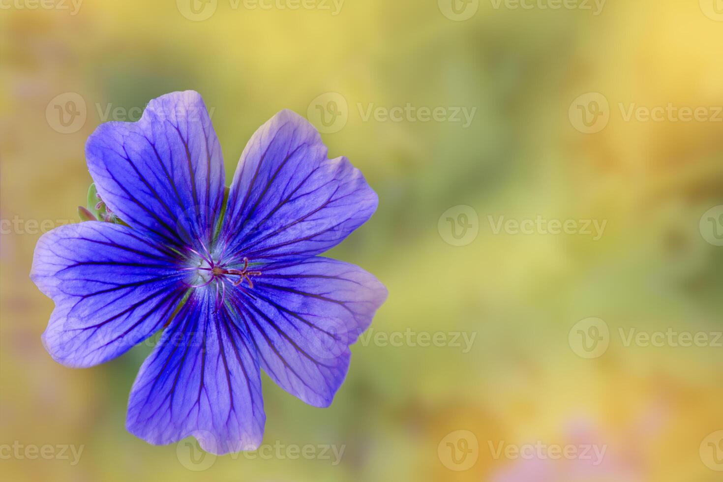 Purple flower against a blurred yellow background in a peaceful setting photo