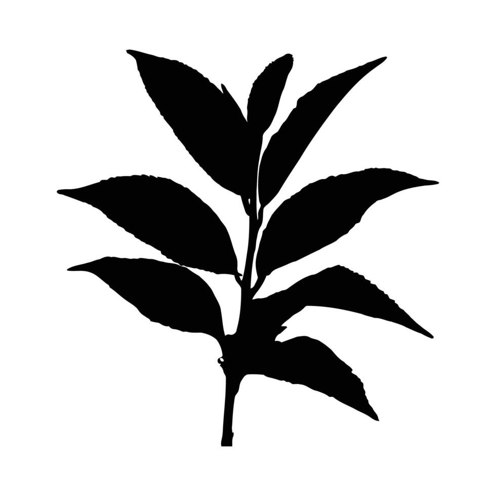 Elegant black silhouette of plant branch with leaves on isolated white background vector