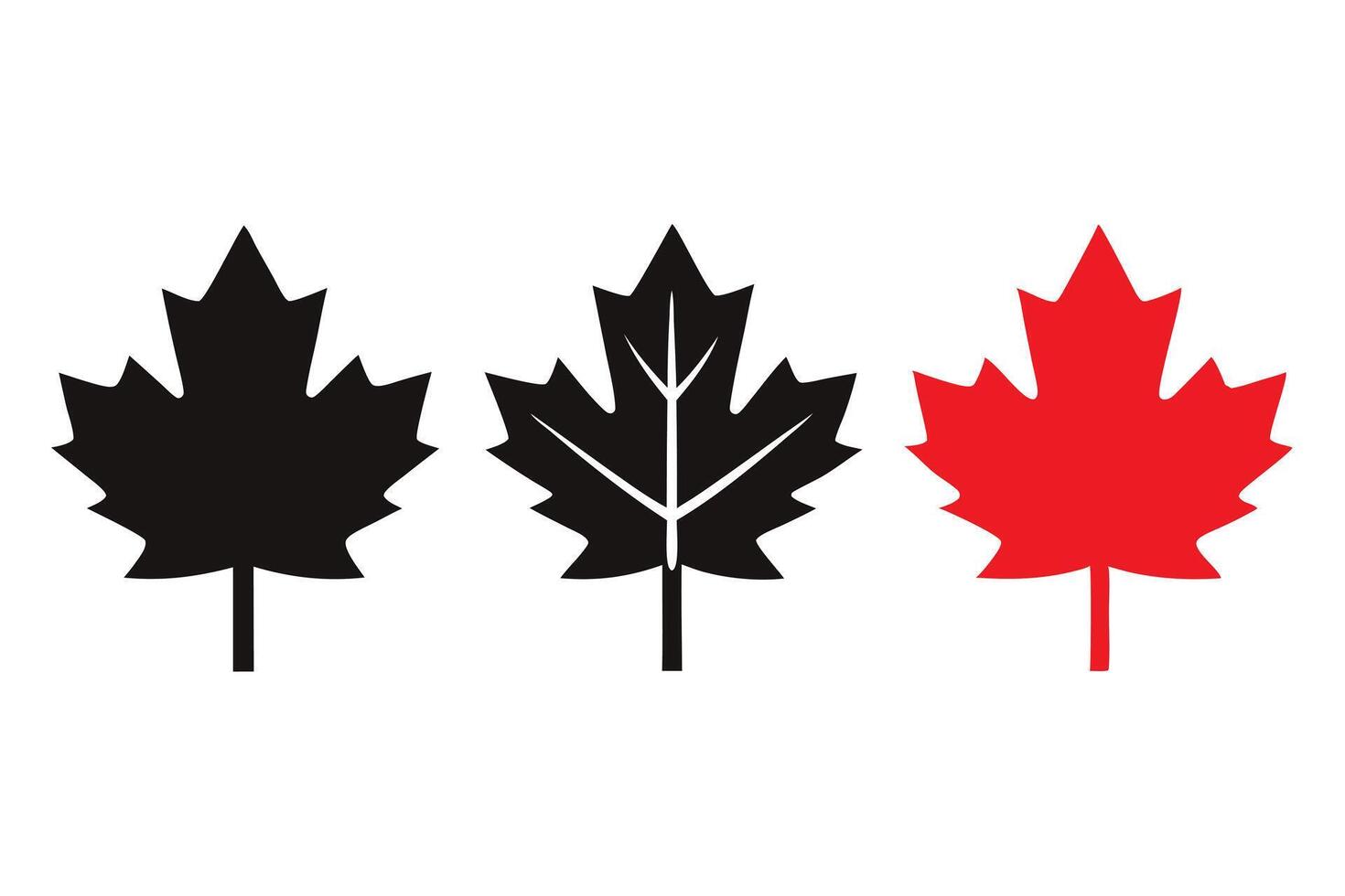 Three Maple Leaves Black Outlines, Veins Displayed, and Solid Red Color on White vector