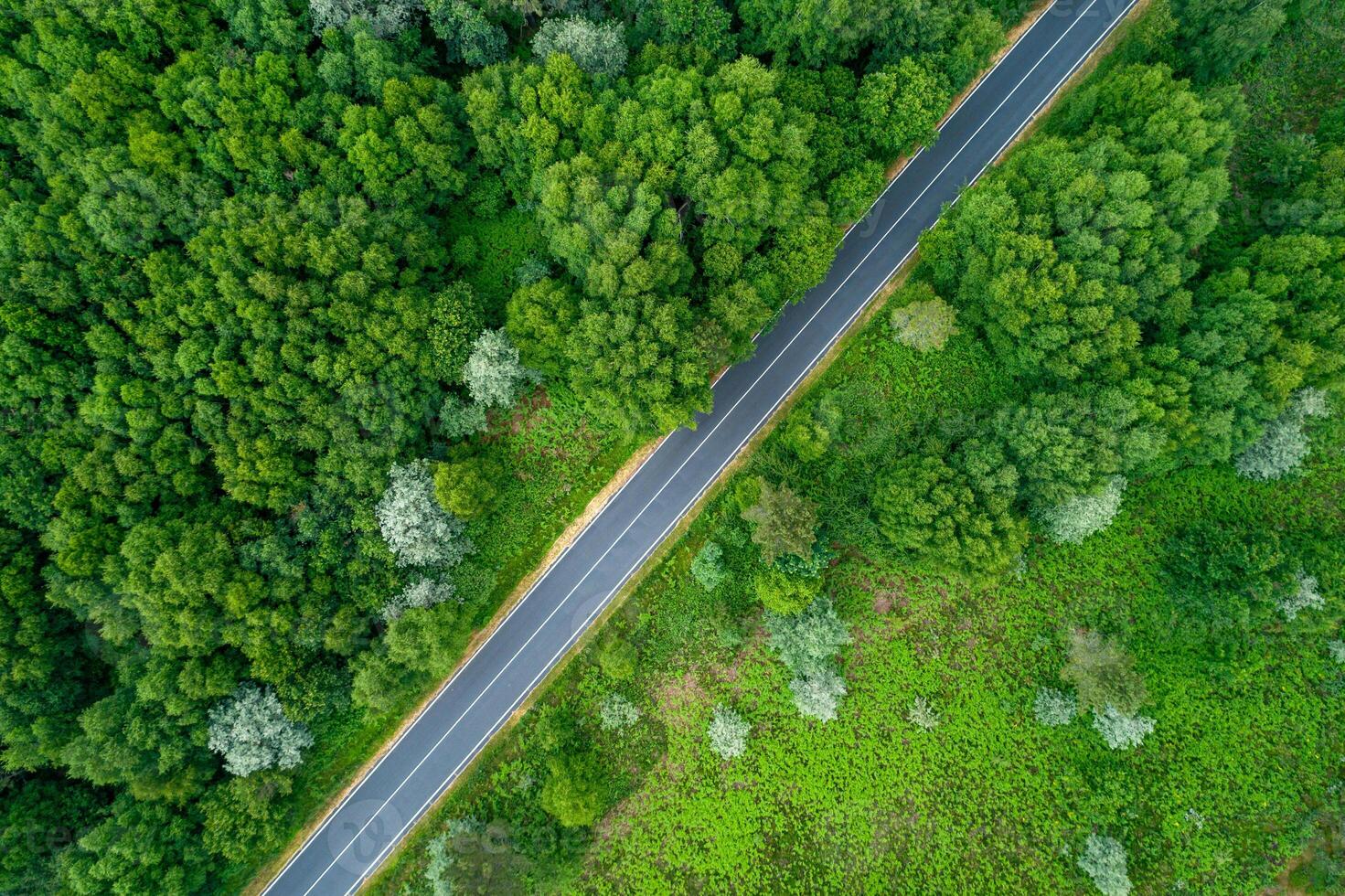 summer's embrace a solitary grey road bisecting a rich tapestry of emerald and olive green trees from above photo