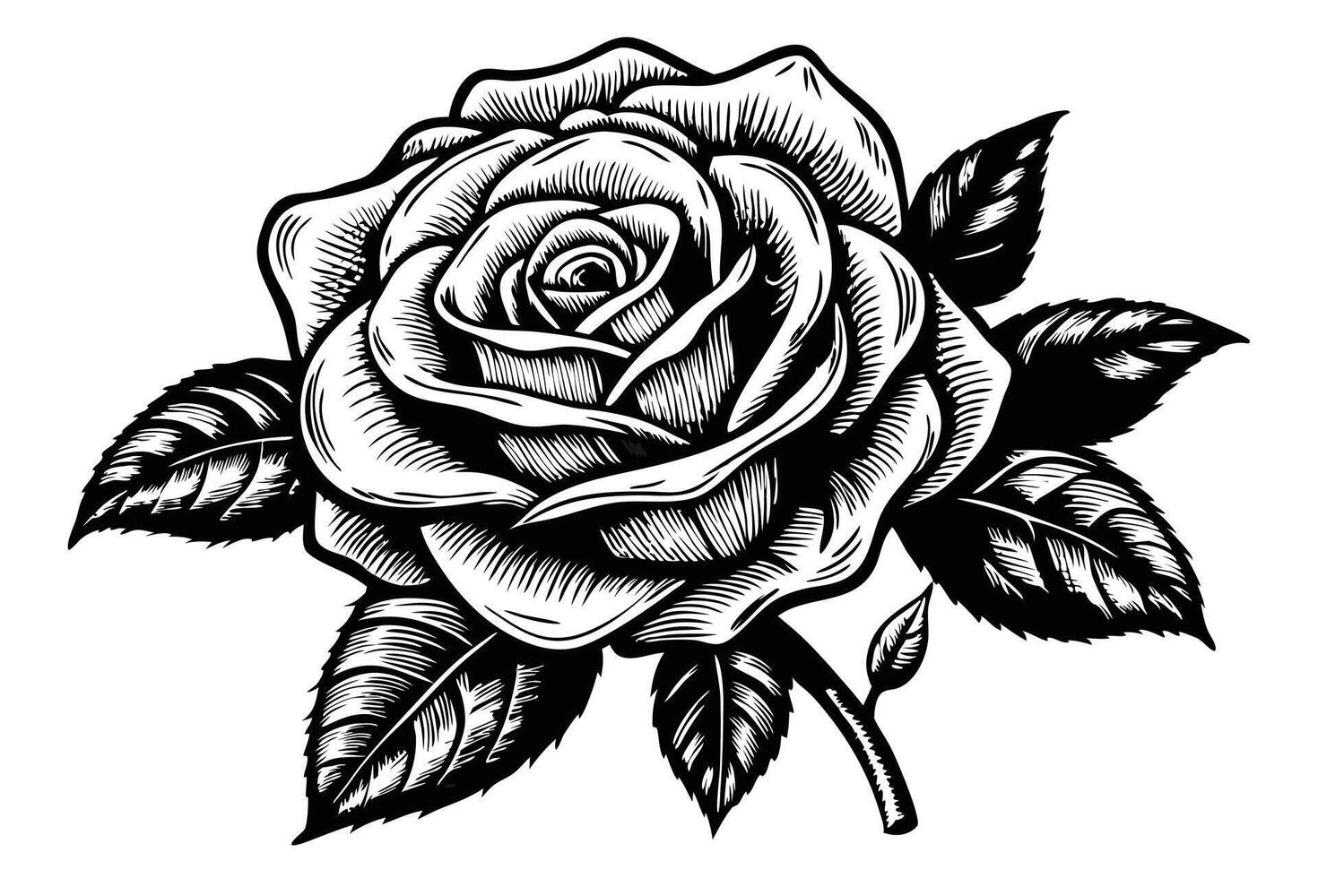 Artistic Black and White Engraving of a Rose Bloom with Detailed Leaves Around It vector