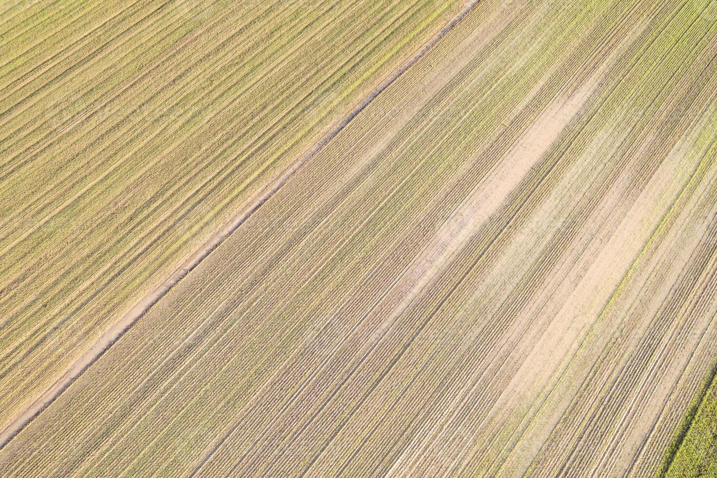 drone photography of a cultivated field with linear patterns, agricultural concept textured background photo