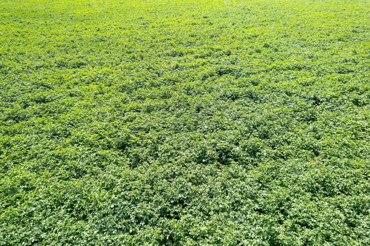 texture of dense farm crop on a sunny day potato plantation. Aerial drone view, agricultural concept background photo
