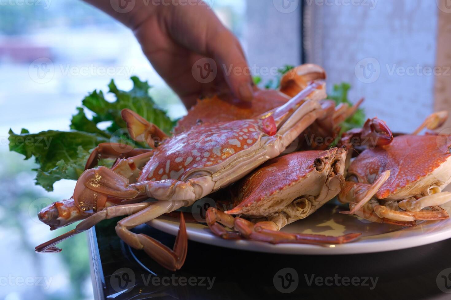 steamed hairy crab meat in hand close up. photo