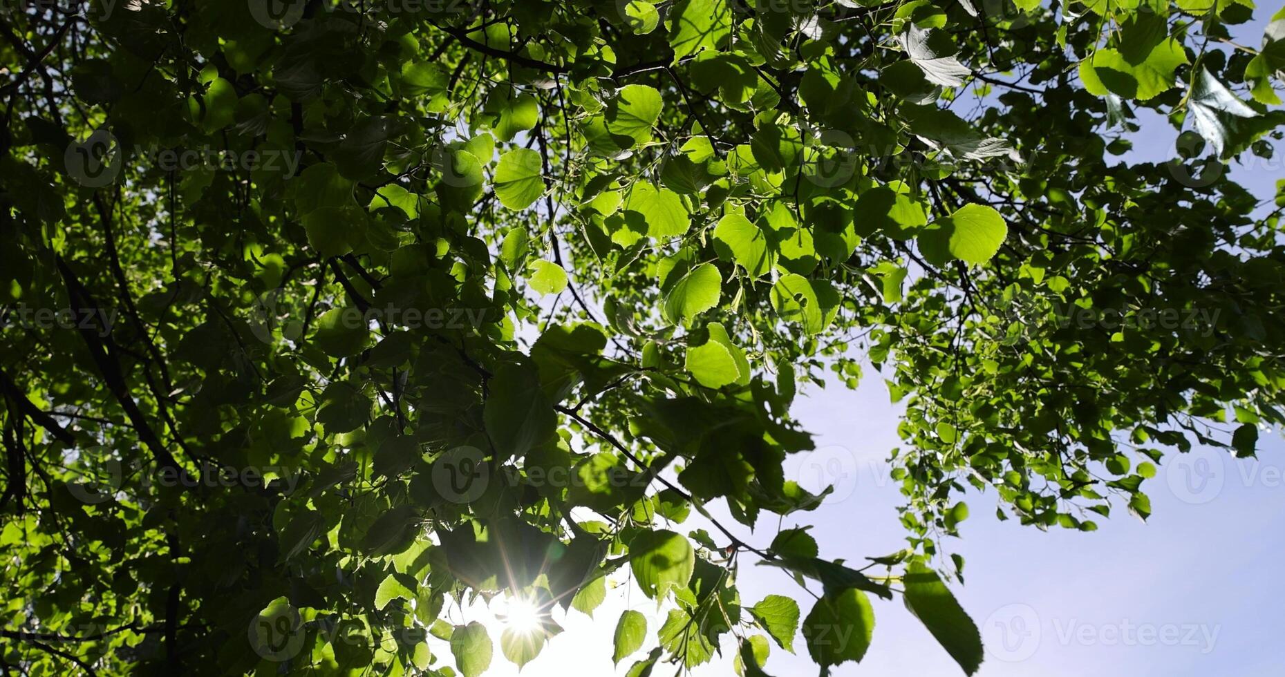 The sun is shining through the leaves photo