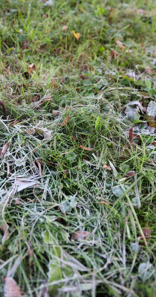 grass covered with cold white frost in the morning photo