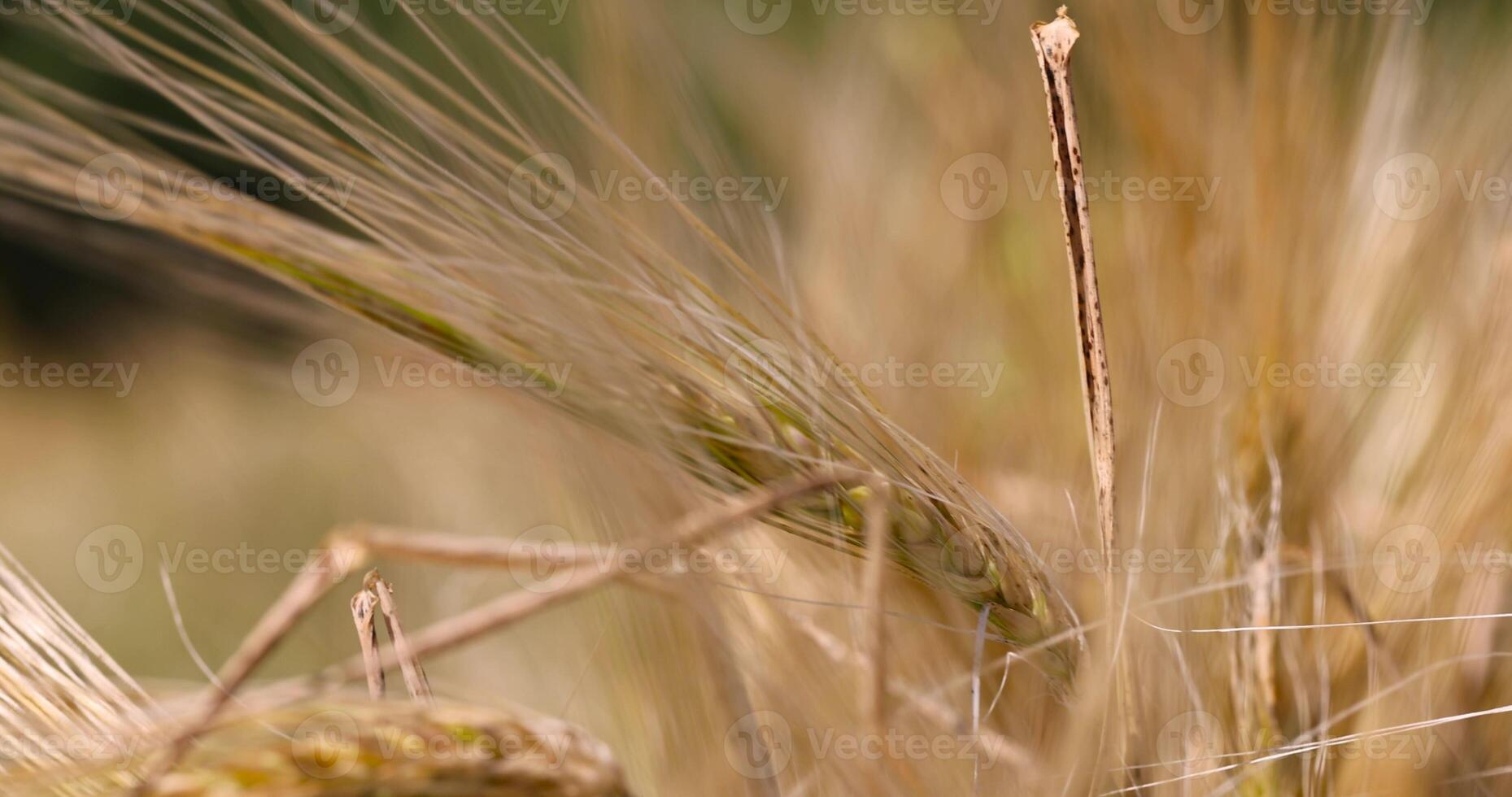 rye in the field , details of grain rye during ripening in the agricultural field in sunny weather photo