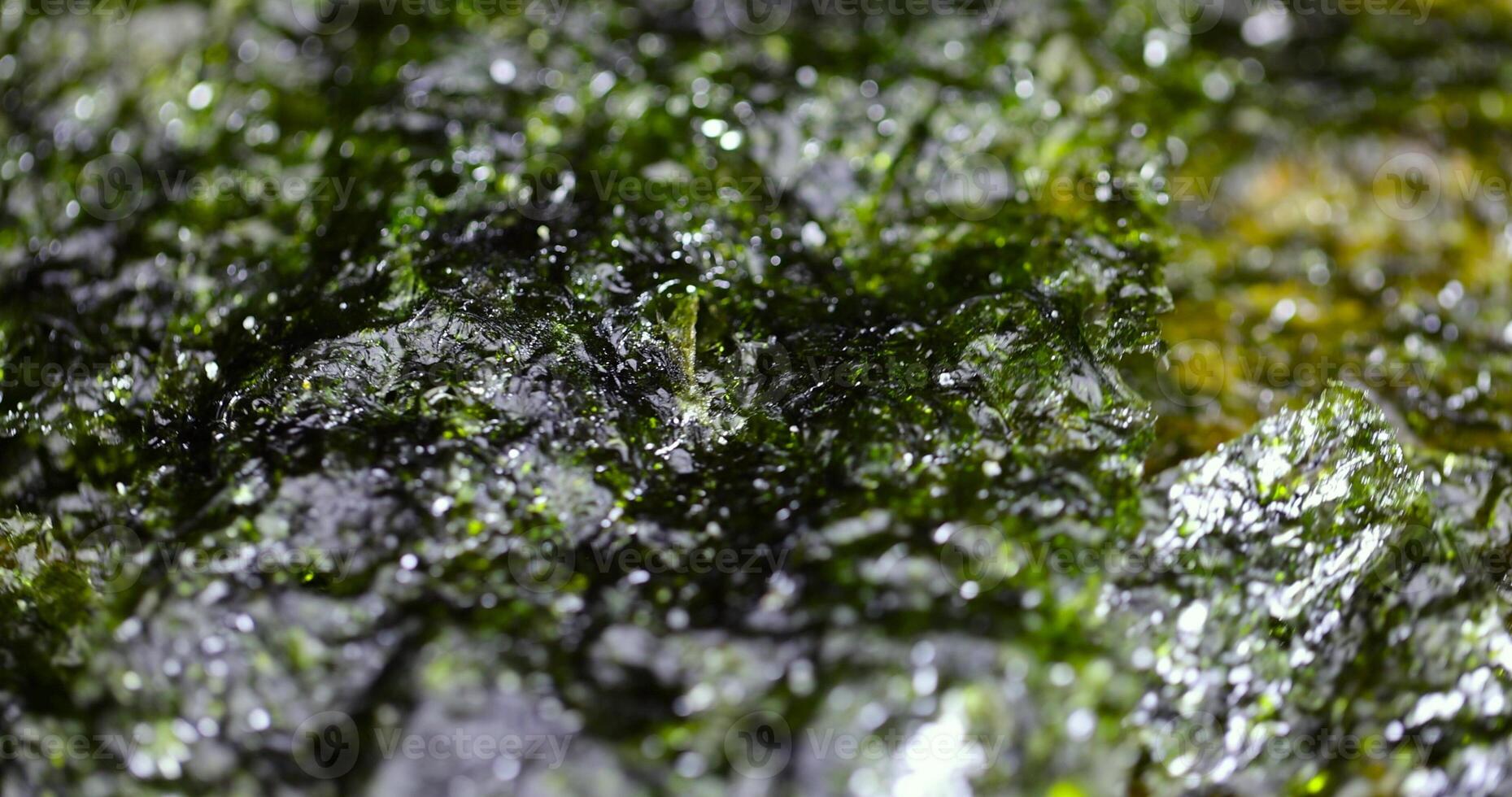 A close up of a green algae covered rock photo