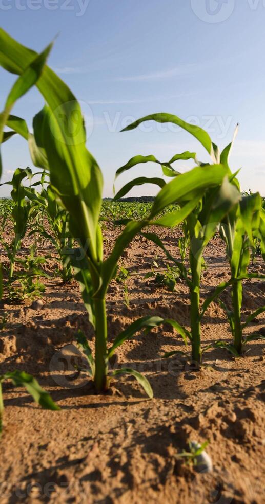 sweet corn in a field in the summer, a field with corn sprouts against a sky photo