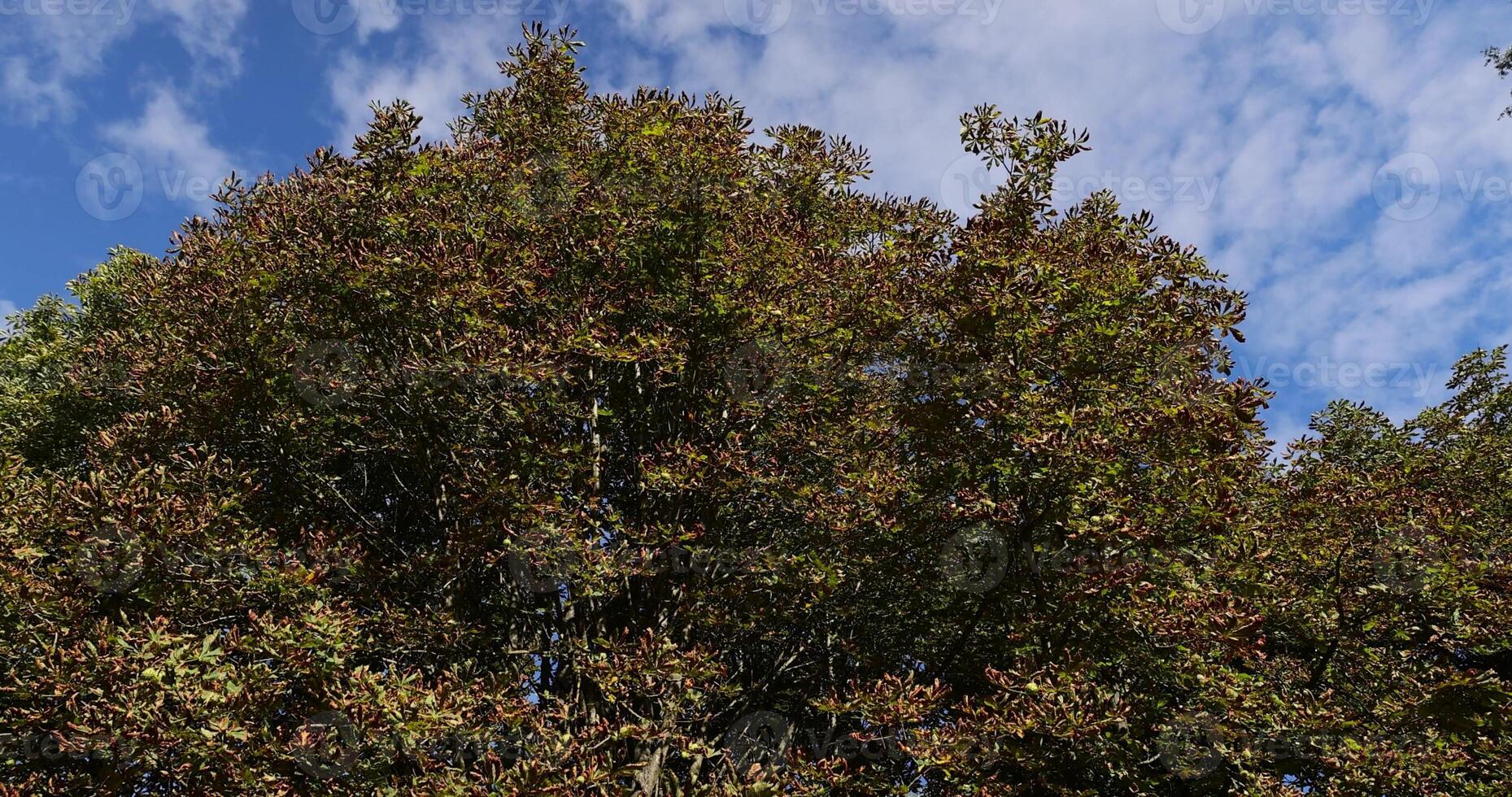 deciduous chestnut trees in the park at the end of summer photo