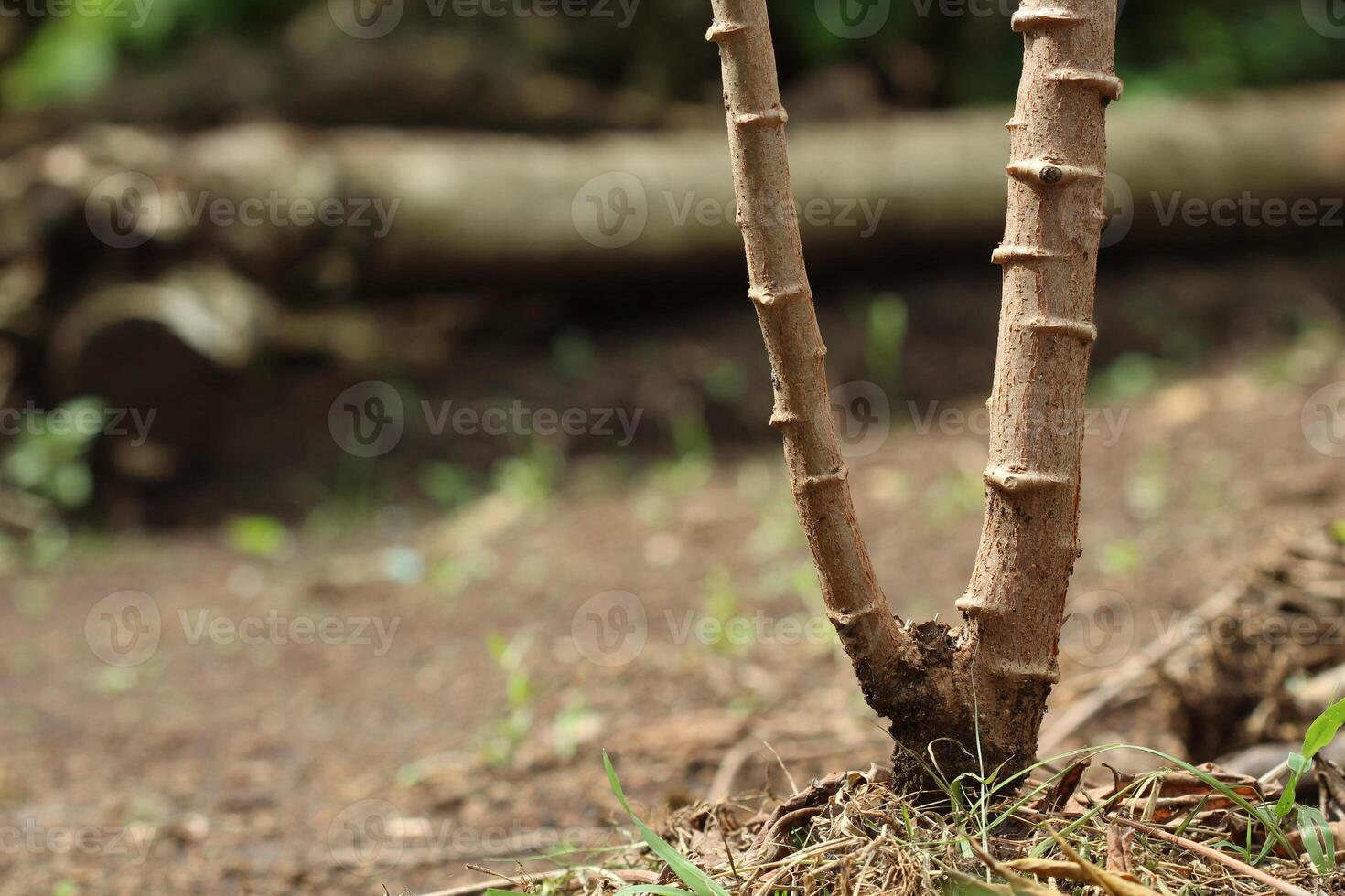 Cassava stem with textured bark and clear nodes, commonly used for propagation by cutting photo