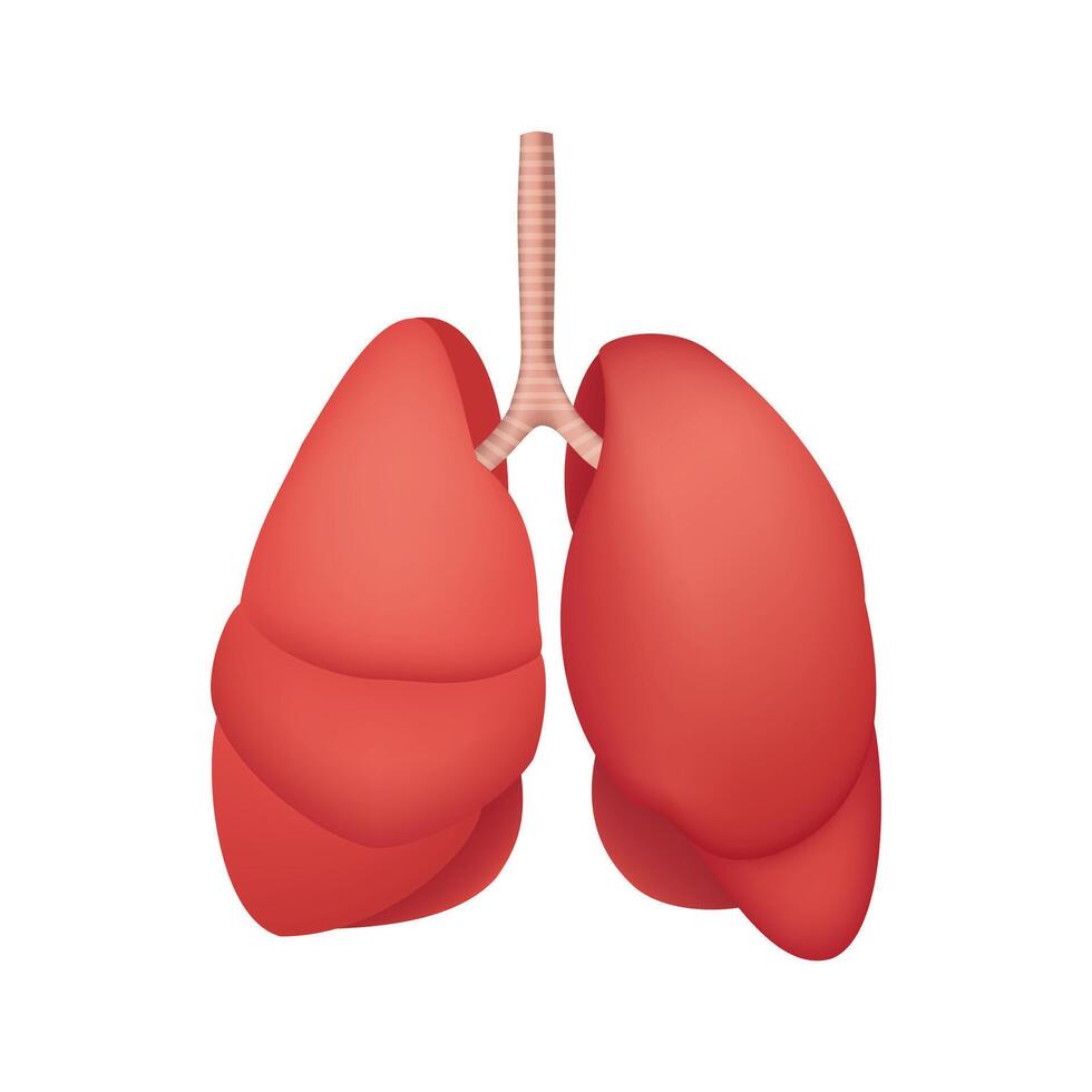 Human Lungs Anatomy, internal organ illustration isolated on white background vector