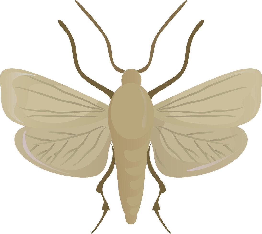 Mole insect isolated on white vector