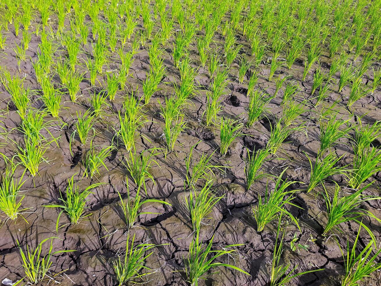 Newly Planted Rice on Cracked Soil During Dry Season photo
