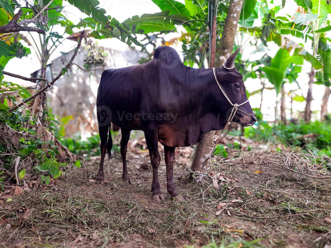 A black male cow tied to a tree in a rural Indonesian setting, prepared for Eid al-Adha qurban. The cow stands on natural ground surrounded by banana trees photo