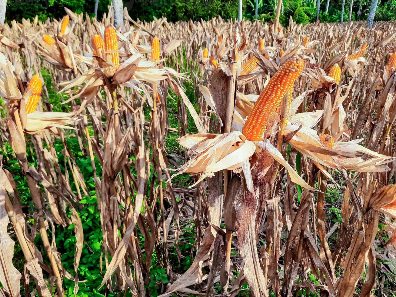 Ripe Corn Field in West Sumatra, Indonesia photo