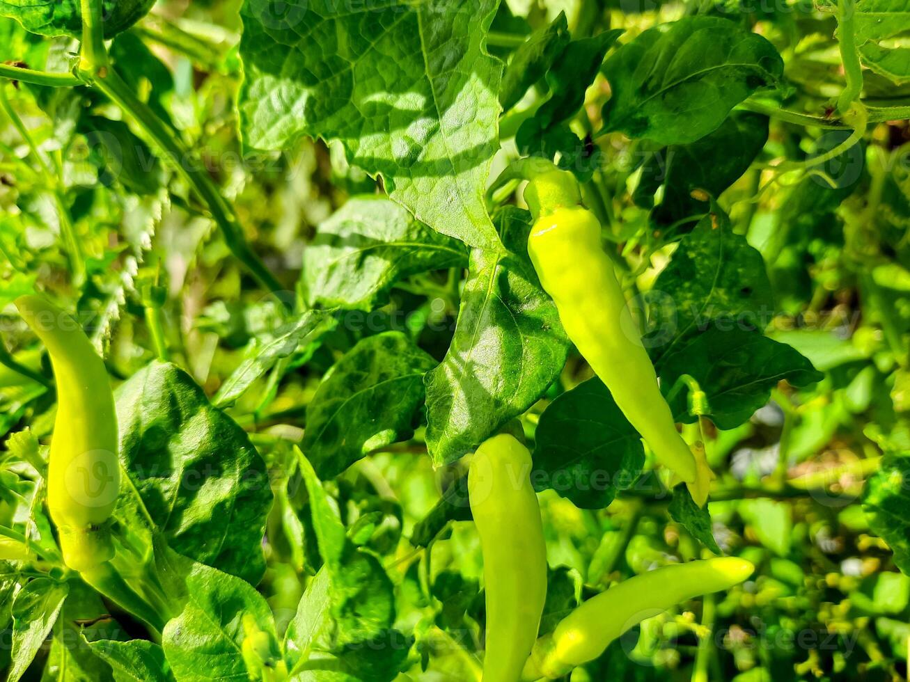 Close-Up of Green Chili Peppers on Plant photo