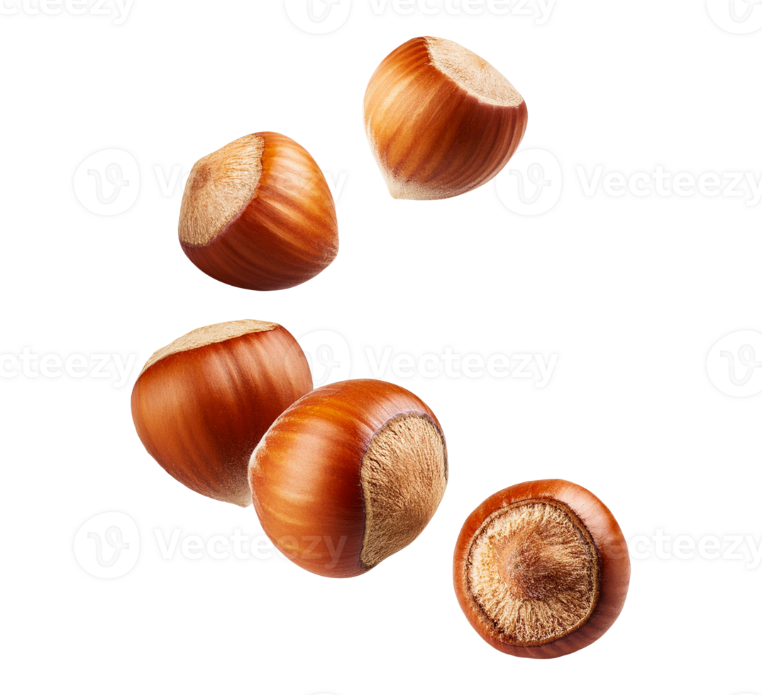Hazelnuts in Shell Isolated png