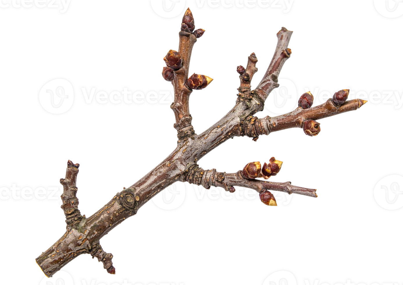 A branch with flowers on it png