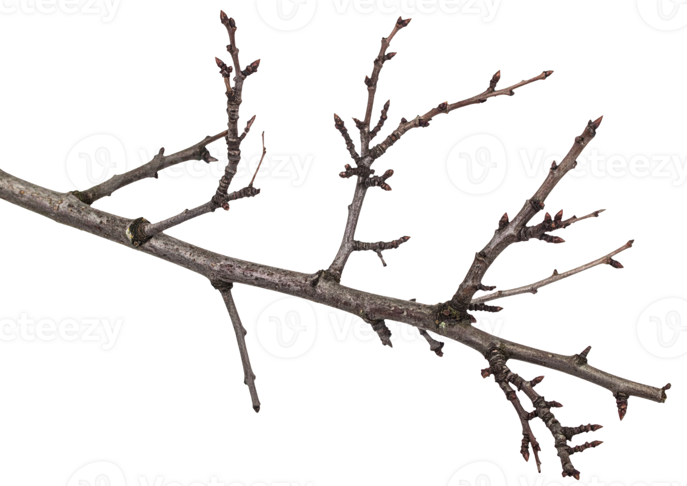A branch with no leaves on it png