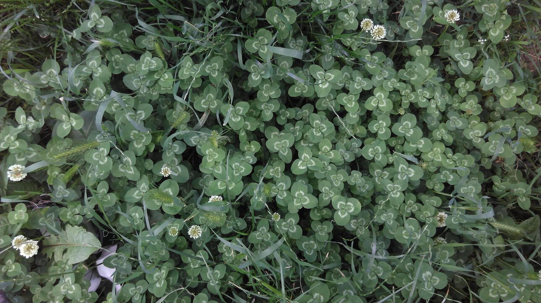 A patch of green grass with white flowers photo