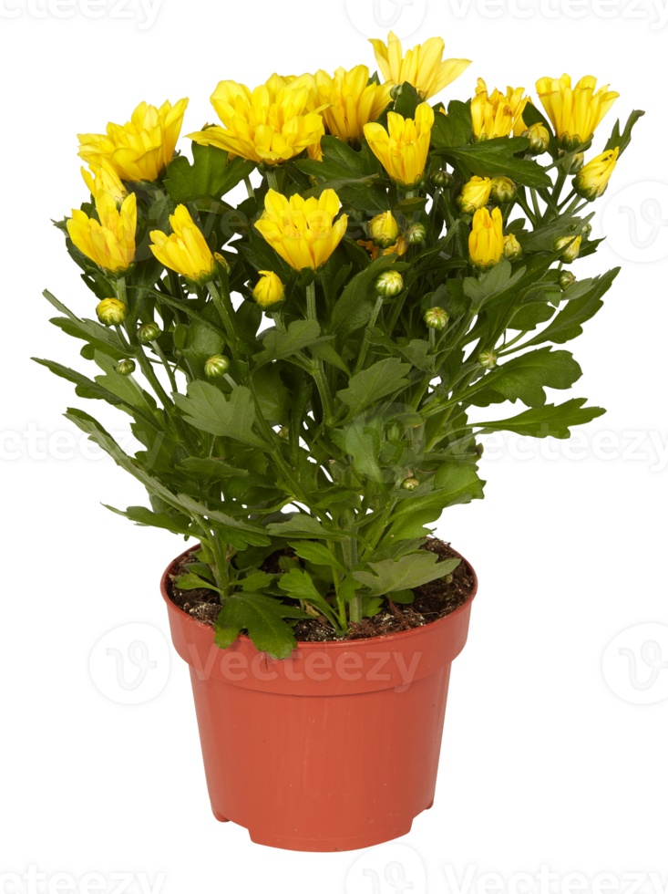 chrysanthemum in a pot cut out isolated transparent background png