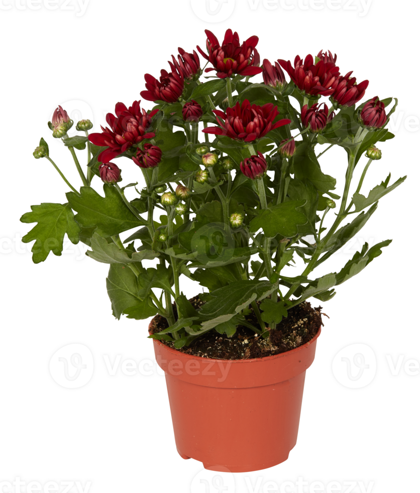 Red chrysanthemum in a pot cut out isolated transparent background png