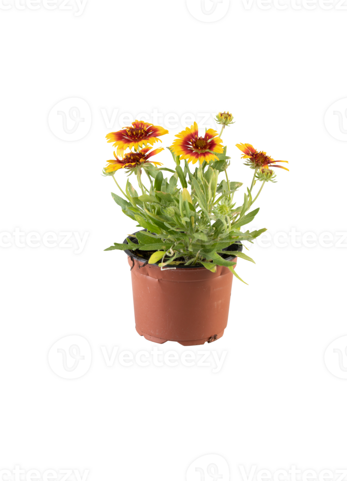 A bouquet of orange chrysanthemums in a pot cut out isolated transparent background png