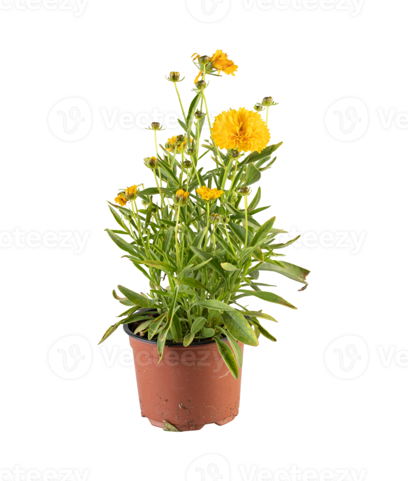 Yellow chrysanthemum blooming in a pot cut out isolated transparent background png