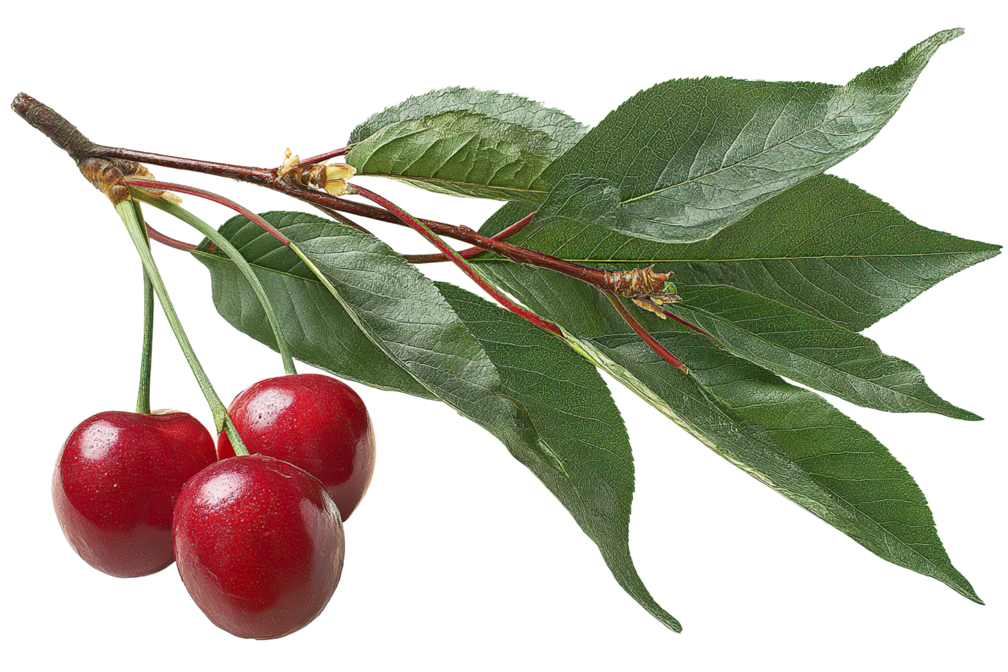 Fresh red cherries on a branch with green leaves on transparent background. png