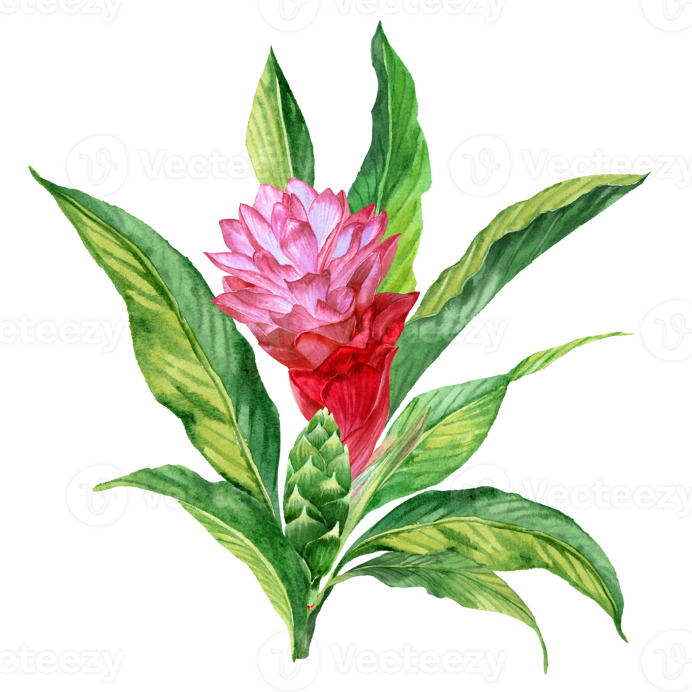 A large blooming ginger flower framed by foliage png