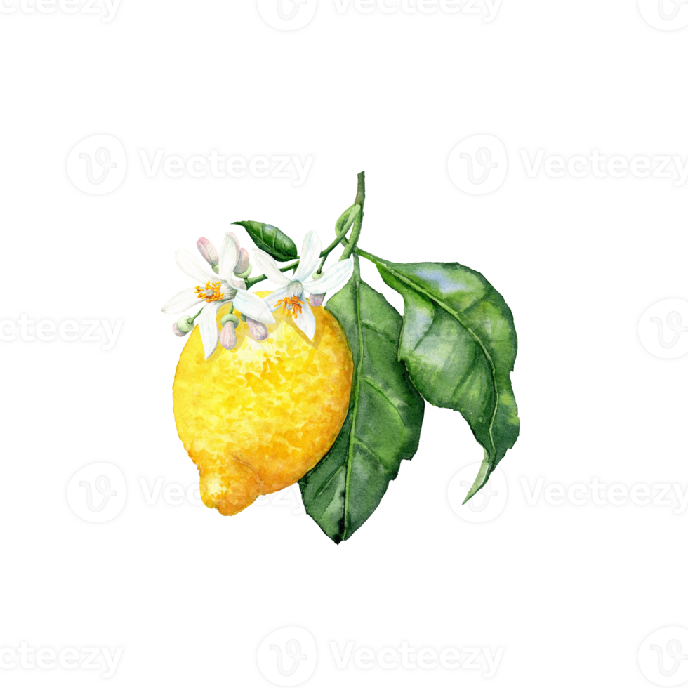 One yellow Hand-drawn lemon and it blossom png