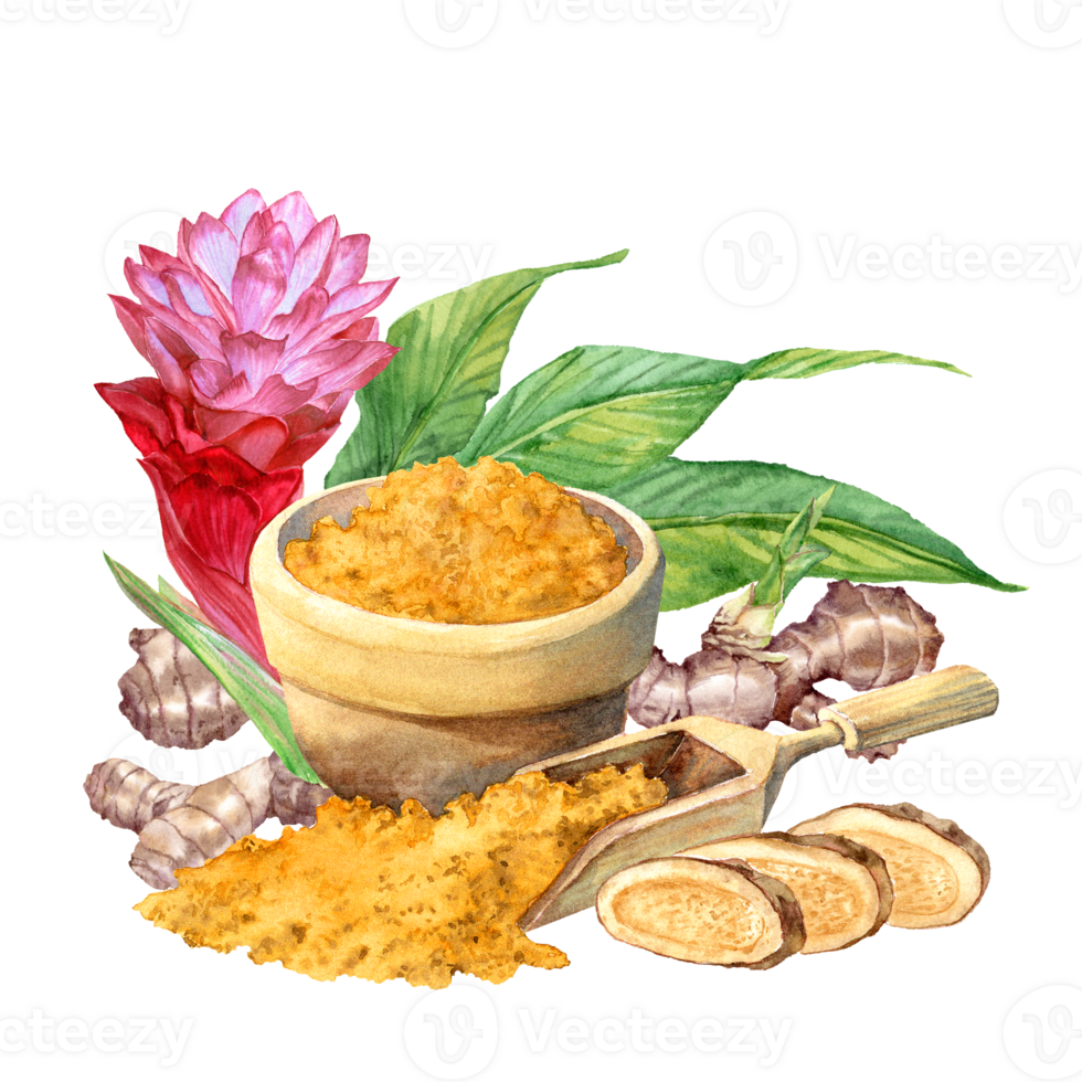 Milled Ginger spice and Ginger roots and flowers in watercolor png
