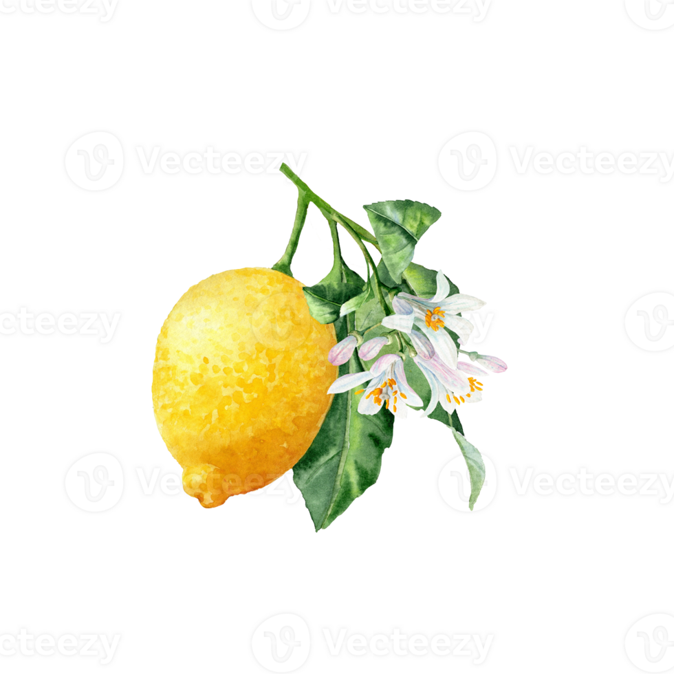 Aquarelle set of one Hand-drawn lemon for decoration of Cards png