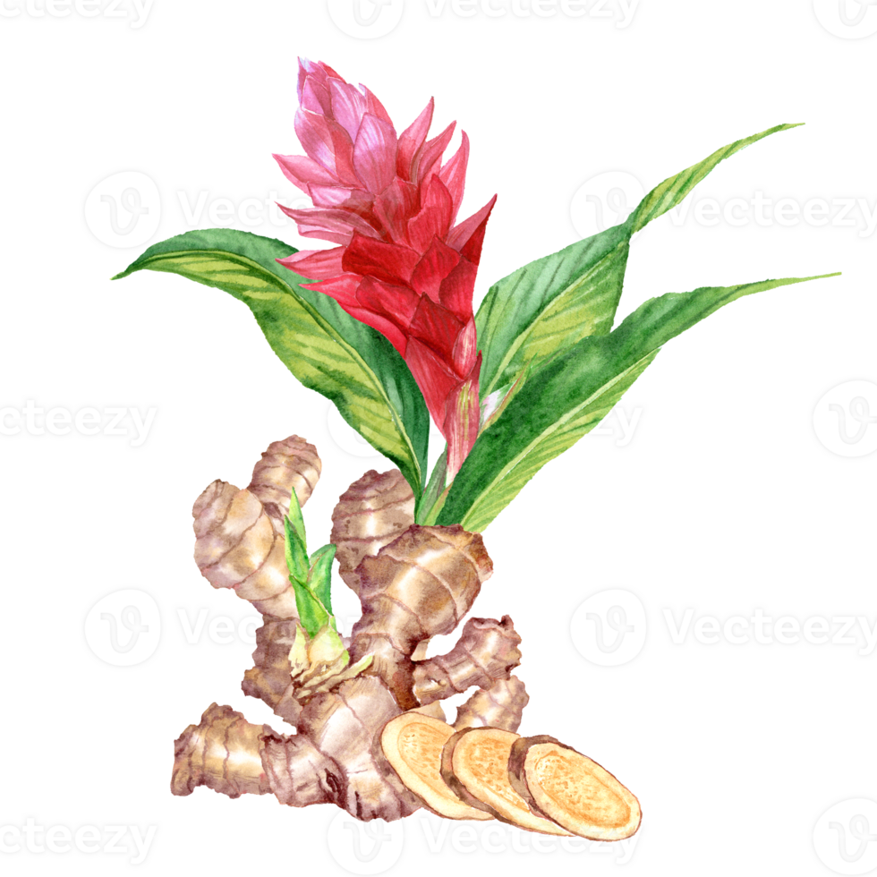 Hand painted Ginger flower and roots png