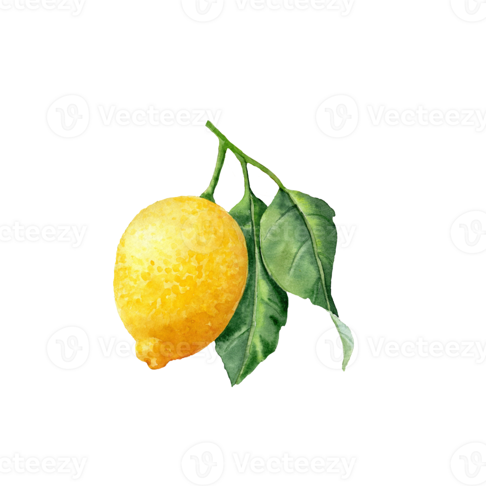 Aquarelle clip art with Hand-drawn lemon for decoration png