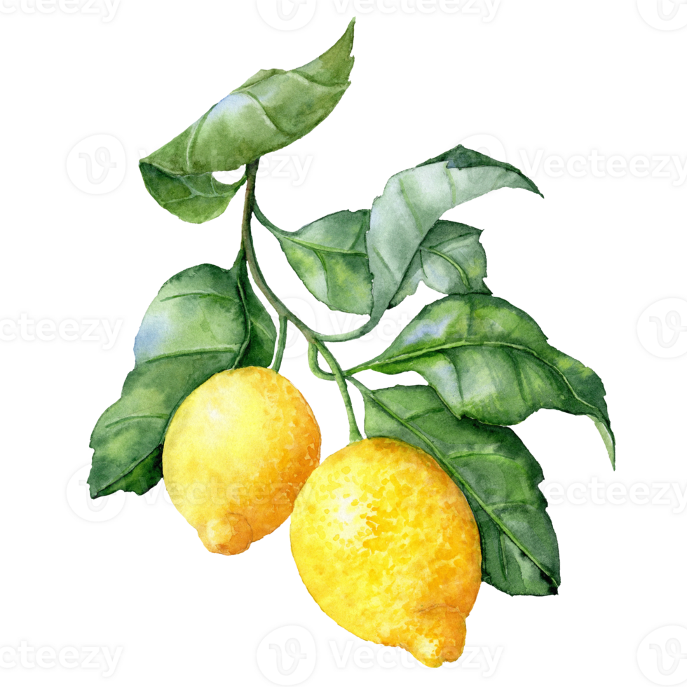 Lemon Branch hand drawn isolated lemons on the branch png